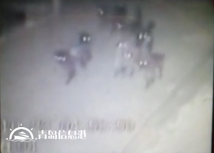膠州現(xiàn)不明身份兇猛動(dòng)物組隊(duì) 夜襲村莊看門(mén)狗