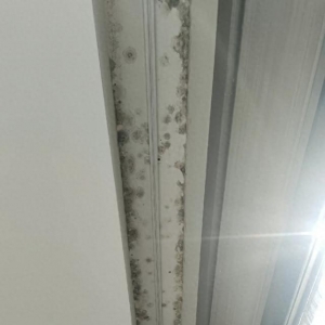 入住天泰歡樂時光新房不足一年 屋頂長毛發(fā)霉
