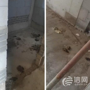 雙利東旭未來城延期交房 開發(fā)商稱將于明年集中交付