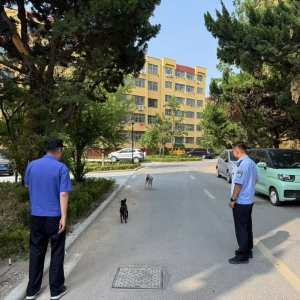 平度市東閣街道執(zhí)法中隊(duì)查處不文明養(yǎng)犬，共繪和諧家園