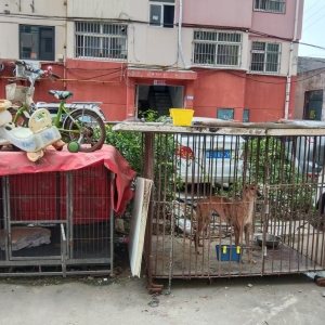 勸導(dǎo)不文明養(yǎng)犬行為，共建文明家園